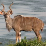 Fresh Kudu