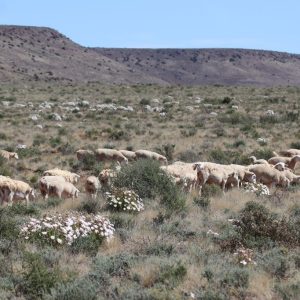 Karoo Lamb